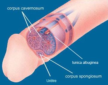 Dessin illustrant les problèmes d'érection, problème d'érection
